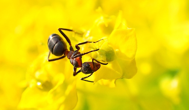 Hermine beobachtet den Hochzeitsflug der Waldameisenkönigin