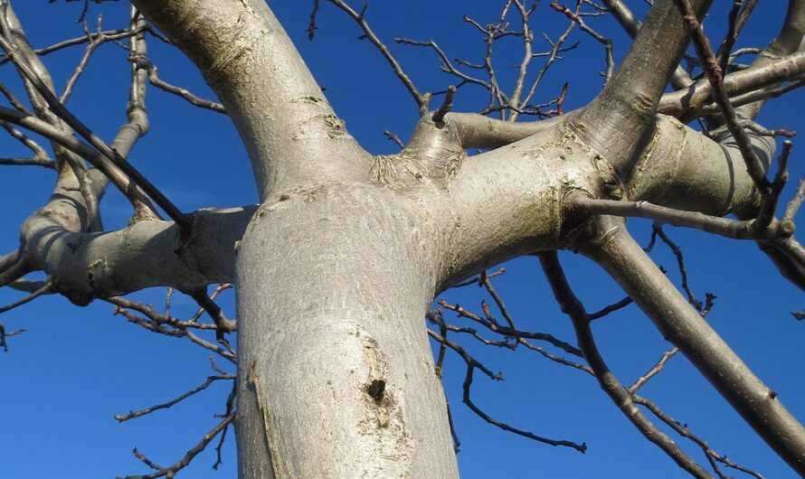 Zum Vorlesen lassen: Das Holz, aus dem die Träume sind